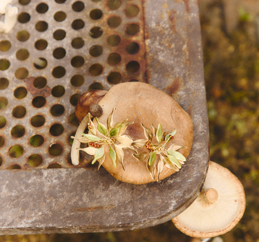 Pendientes Pétalo Uva